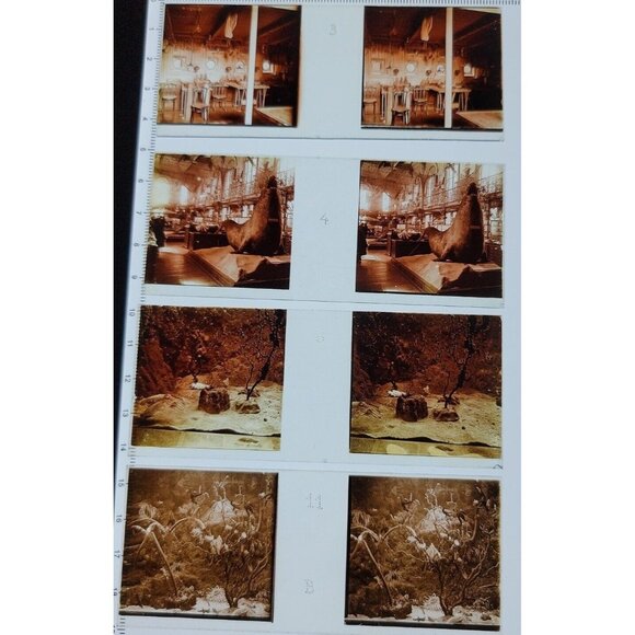 1910 glass stereo slides Monico Oceanography Museum Elephant Walrus Lab Lot of 4